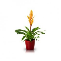 Bromelia Pequeña