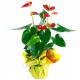 Anthurium