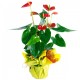 ANTHURIUM