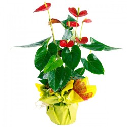 ANTHURIUM