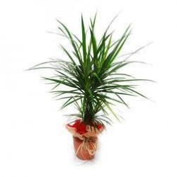 Dracaena Marginata Grande