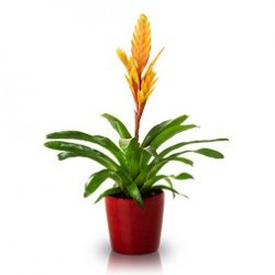 Bromelia Grande