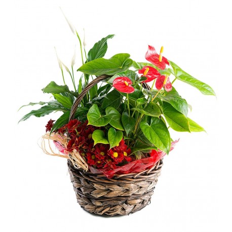 Cesta de Plantas con Anthurium