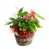 Cesta de Plantas variadas